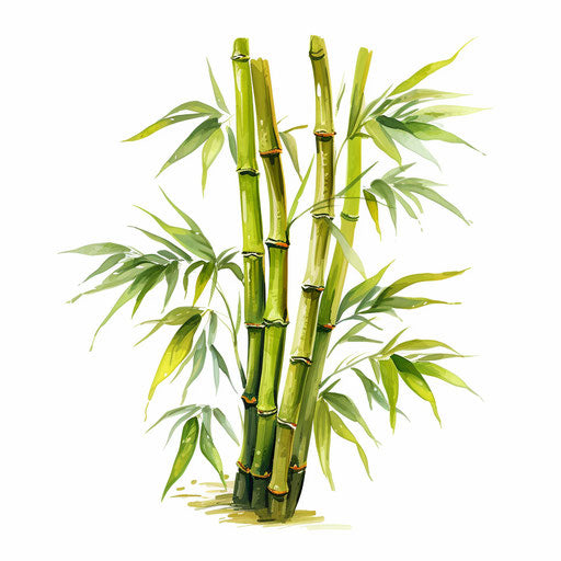 2024 Bamboo