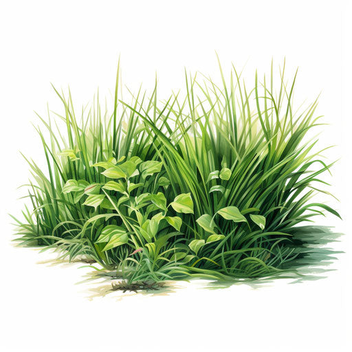 Grass Clipart SVG, Plants