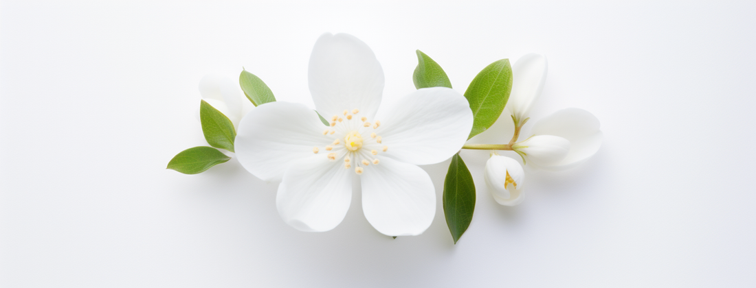 white flower clipart