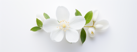 white flower clipart