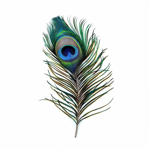 Peacock Feather Clipart in Photorealistic Style: 4K, Vector & SVG ...