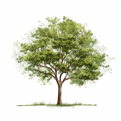 Tree Png Clipart in Minimalist Art Style Artwork: HD Vector & 4K – IMAGELLA