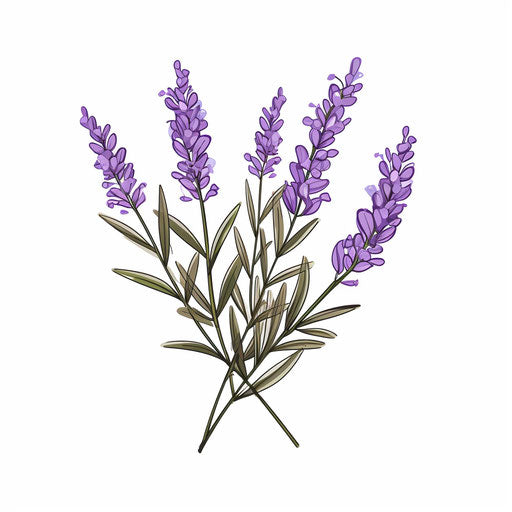 Lavender Clipart in Minimalist Art Style: 4K Vector Clipart – IMAGELLA