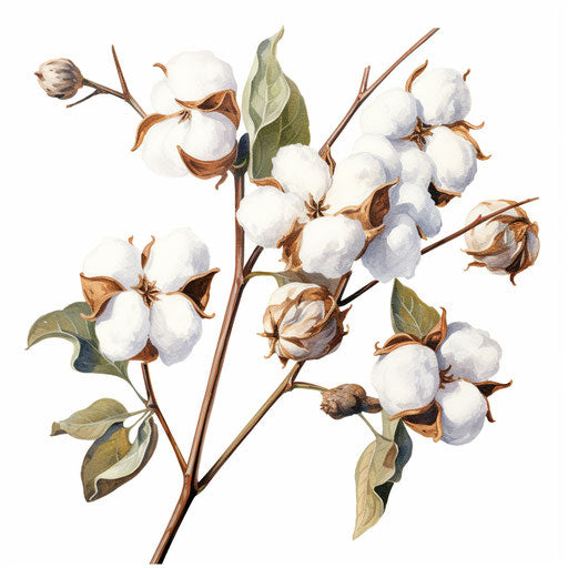 Cotton Clipart in Oil Painting Style Vector Art: EPS, SVG, 4K – IMAGELLA